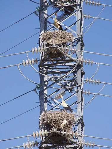 Naravno okolje ob elektroenergetskem omrežju